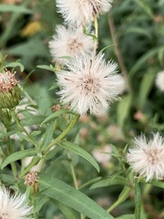 Eucephalus engelmannii