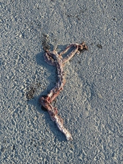 Dolichophis schmidti