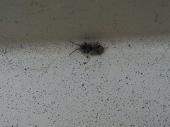 Scolopostethus affinis