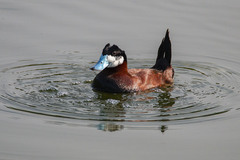 Oxyura jamaicensis
