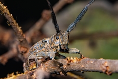 Taricanus truquii