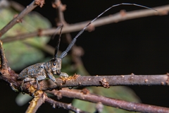 Taricanus truquii