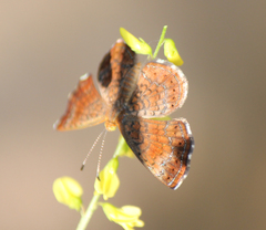 Calephelis arizonensis