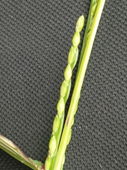 Urochloa platyphylla