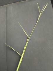 Urochloa platyphylla