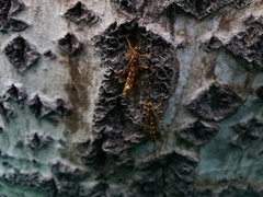 Megarhyssa praecellens