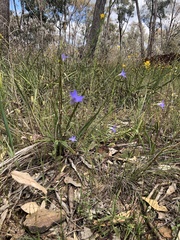 Wahlenbergia gymnoclada