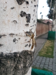 Megarhyssa praecellens
