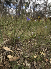Wahlenbergia gymnoclada
