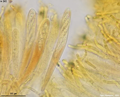 Calycina scolochloae