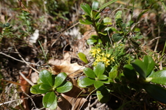 Thymelaea ruizii