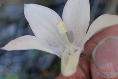 Wahlenbergia rivularis