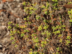 Thymus carnosus