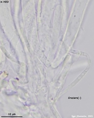Calycina scolochloae