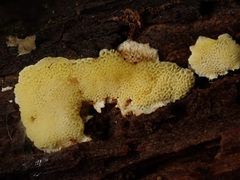Antrodiella citrinella