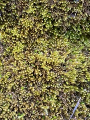 Eurhynchiastrum pulchellum