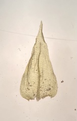 Eurhynchiastrum pulchellum