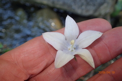 Wahlenbergia rivularis