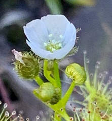 Drosera hookeri