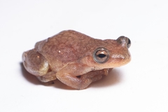 Exerodonta smaragdina