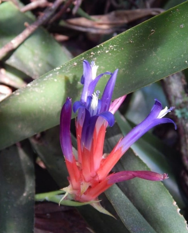 Quesnelia indecora