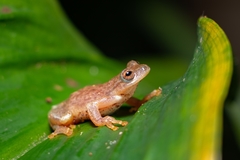 Exerodonta smaragdina