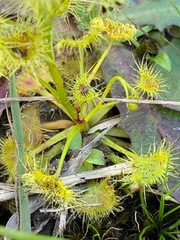 Drosera hookeri
