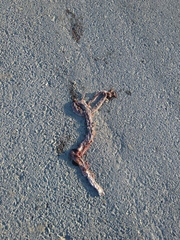 Dolichophis schmidti