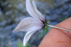 Wahlenbergia rivularis