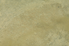 Pseudorhombus jenynsii