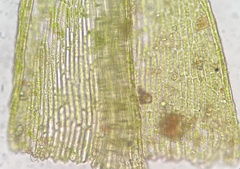 Dicranella varia
