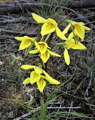Diuris amabilis