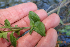 Wahlenbergia rivularis
