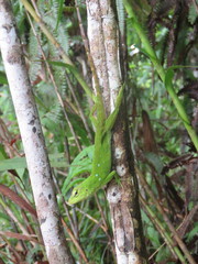 Anolis parvauritus