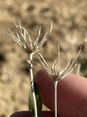Brickellia oblongifolia