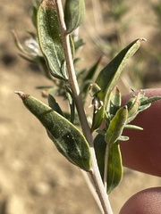 Brickellia oblongifolia