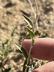 Brickellia oblongifolia
