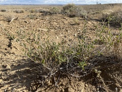 Brickellia oblongifolia