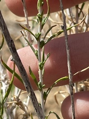 Chrysothamnus greenei