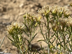 Chrysothamnus greenei