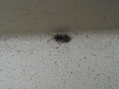 Scolopostethus affinis