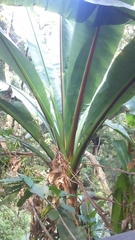 Ensete ventricosum