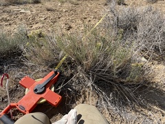 Chrysothamnus greenei