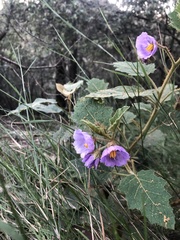 Solanum campanulatum