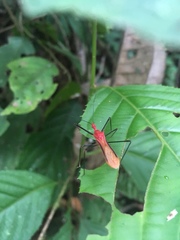 Ricolla quadrispinosa