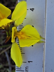 Diuris amabilis