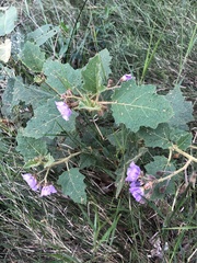 Solanum campanulatum