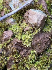 Dicranella schreberiana