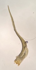 Dicranella schreberiana