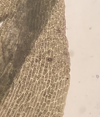Dicranella schreberiana